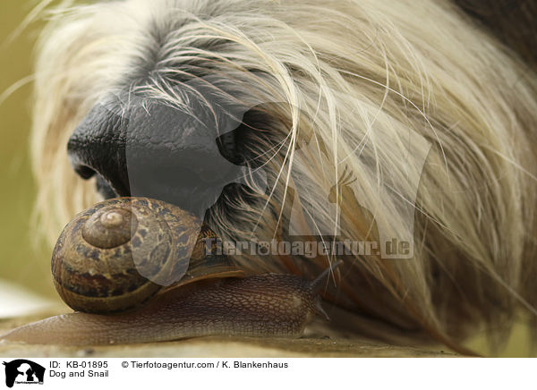 Dog and Snail / KB-01895