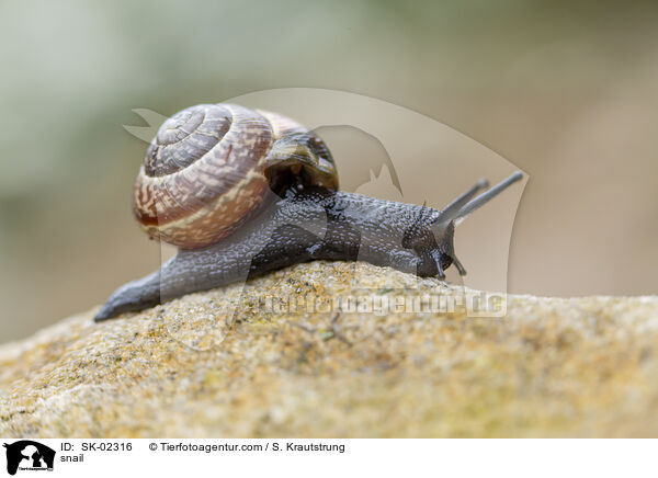 Schnecke / snail / SK-02316