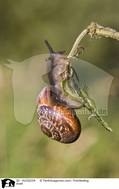 snail / HJ-02234