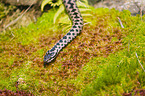 European adder