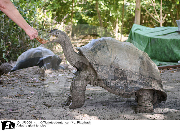 Aldabra giant tortoise / JR-06014