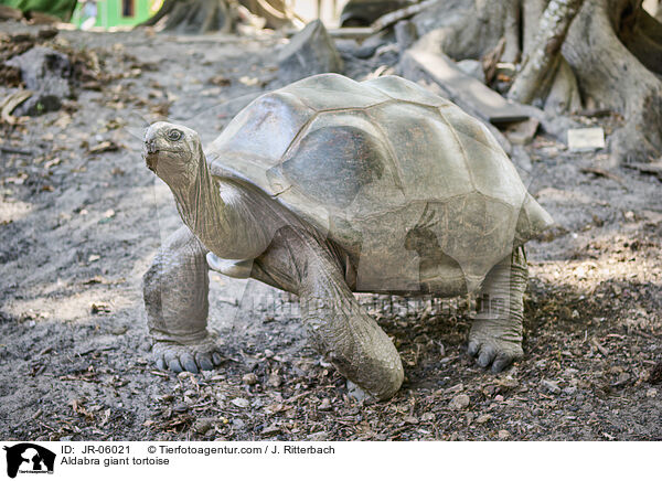 Aldabra giant tortoise / JR-06021