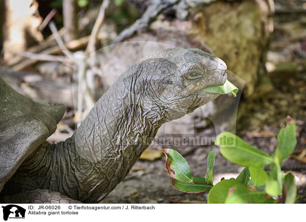 Aldabra giant tortoise / JR-06026