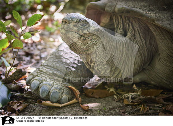 Aldabra giant tortoise / JR-06027