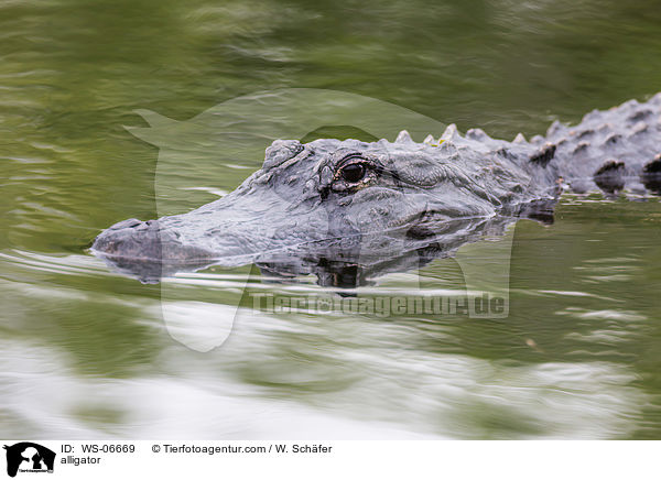 alligator / WS-06669