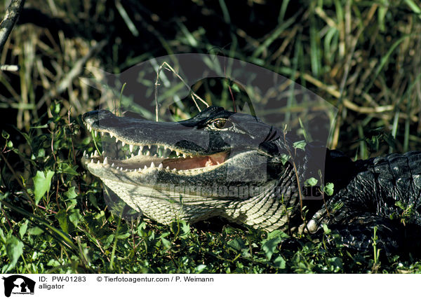 alligator / PW-01283