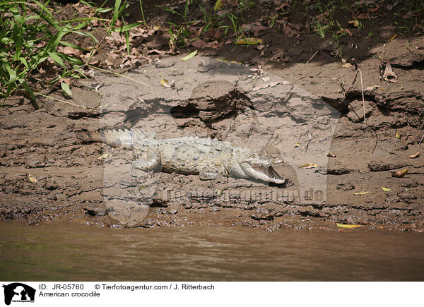 Spitzkrokodil / American crocodile / JR-05760