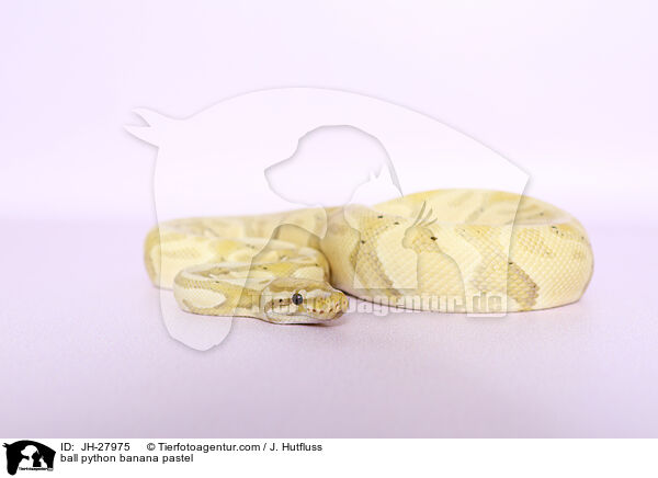 Knigspython Banana Pastel / ball python banana pastel / JH-27975