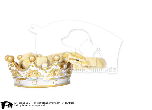 ball python banana pastel / JH-28002