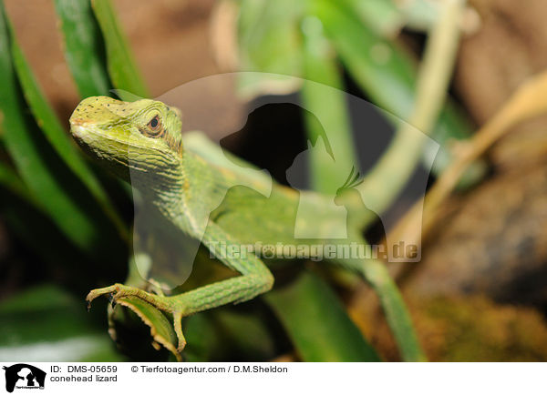 Kronenbasilisk / conehead lizard / DMS-05659