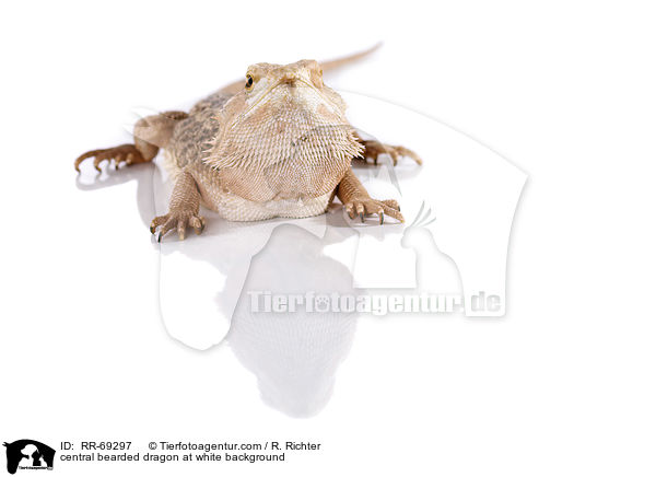 central bearded dragon at white background / RR-69297