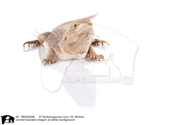 central bearded dragon at white background / RR-69298