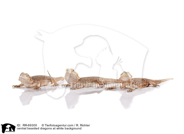 central bearded dragons at white background / RR-69300