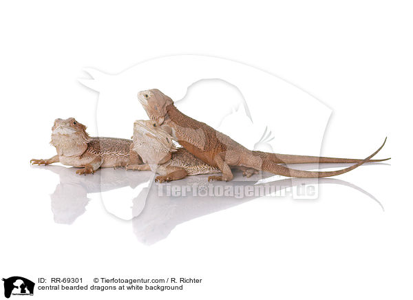 central bearded dragons at white background / RR-69301