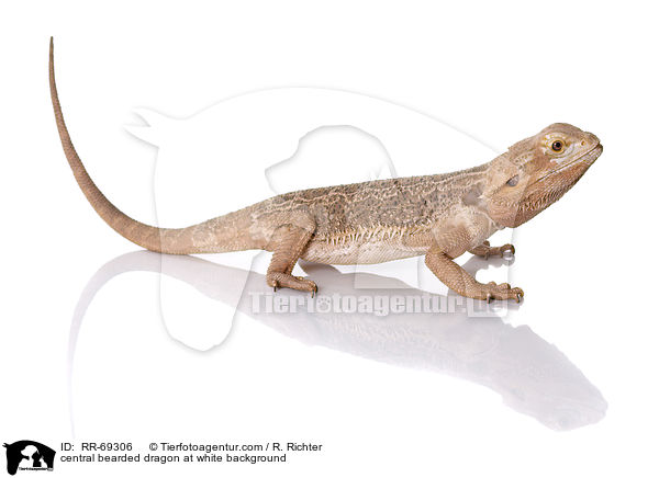 central bearded dragon at white background / RR-69306