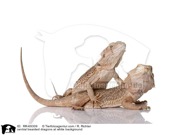 central bearded dragons at white background / RR-69309