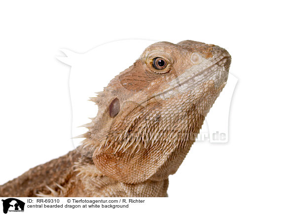central bearded dragon at white background / RR-69310