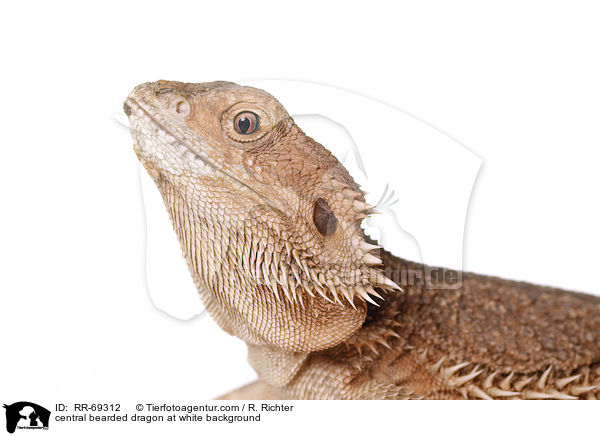 central bearded dragon at white background / RR-69312