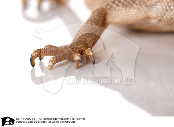 central bearded dragon at white background / RR-69313