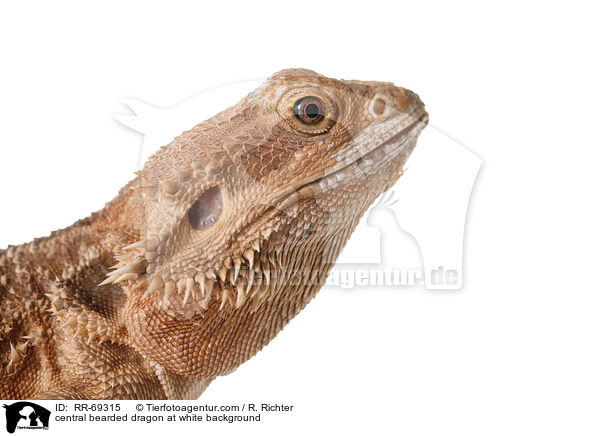 central bearded dragon at white background / RR-69315