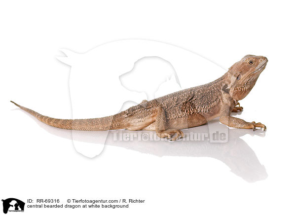central bearded dragon at white background / RR-69316
