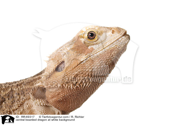 central bearded dragon at white background / RR-69317