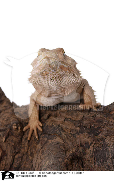 central bearded dragon / RR-69335