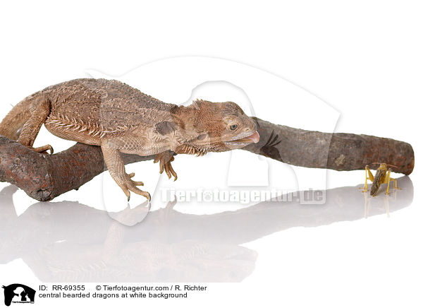 central bearded dragons at white background / RR-69355