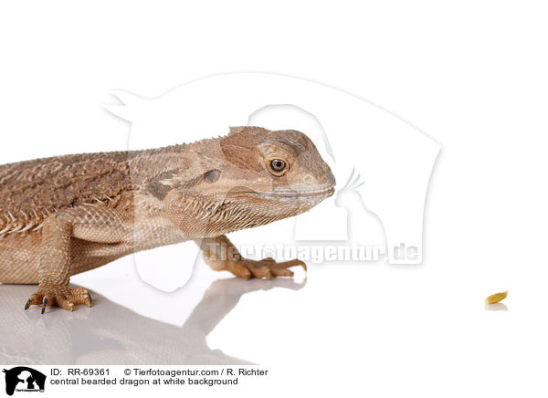 Streifenkpfige Bartagame auf weiem Hintergrund / central bearded dragon at white background / RR-69361