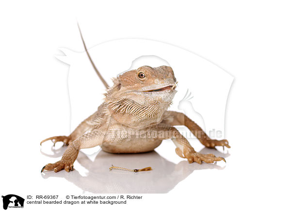 central bearded dragon at white background / RR-69367