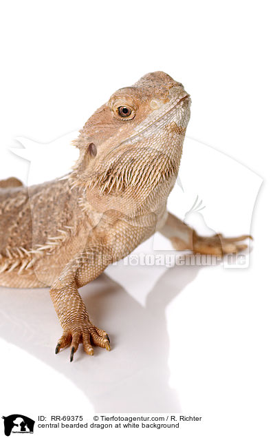central bearded dragon at white background / RR-69375