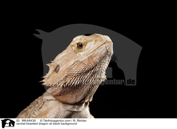 central bearded dragon at black background / RR-69439