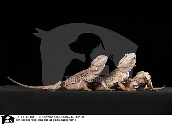 Streifenkpfige Bartagamen auf schwarzem Hintergrund / central bearded dragons at black background / RR-69455