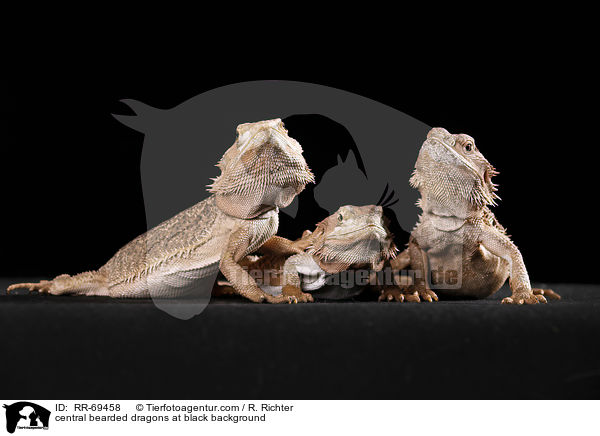 Streifenkpfige Bartagamen auf schwarzem Hintergrund / central bearded dragons at black background / RR-69458