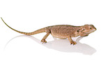 central bearded dragon at white background