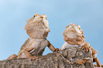 central bearded dragon