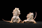 central bearded dragons at black background