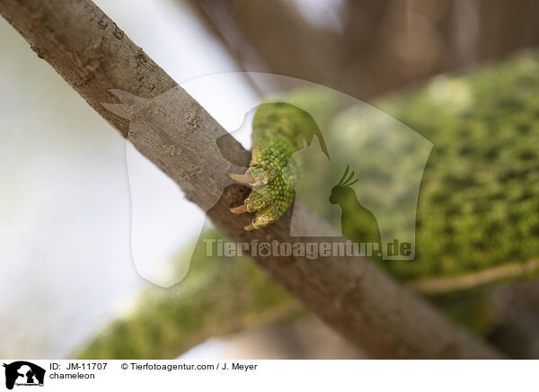 chameleon / JM-11707