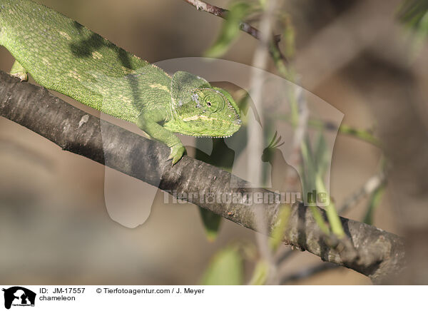chameleon / JM-17557