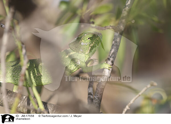 Chamleon / chameleon / JM-17558