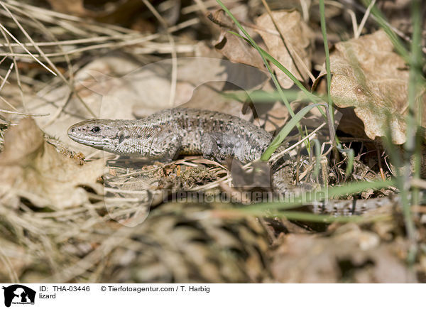 Waldeidechse / lizard / THA-03446