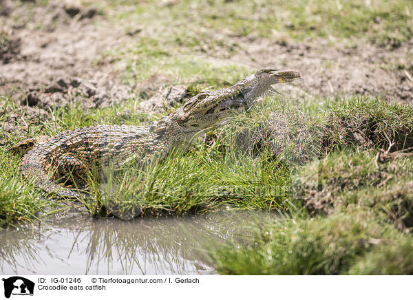 Krokodile frisst Seewolf / Crocodile eats catfish / IG-01246