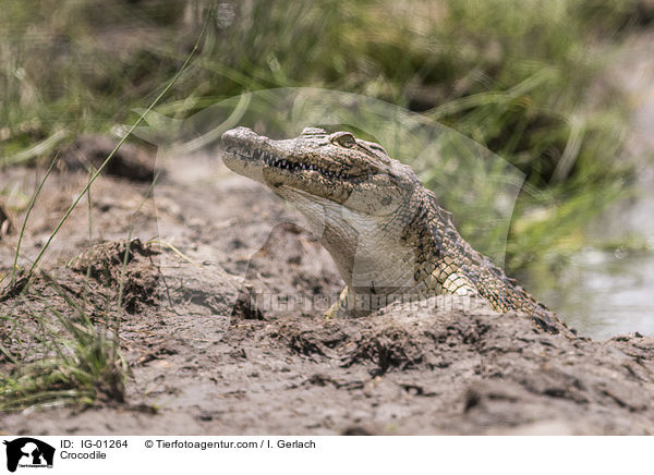 Crocodile / IG-01264