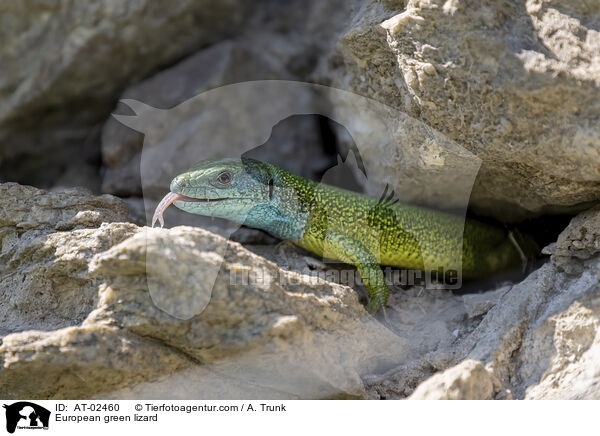stliche Smaragdeidechse / European green lizard / AT-02460