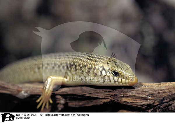 Gefleckter Walzenskink / eyed skink / PW-01303