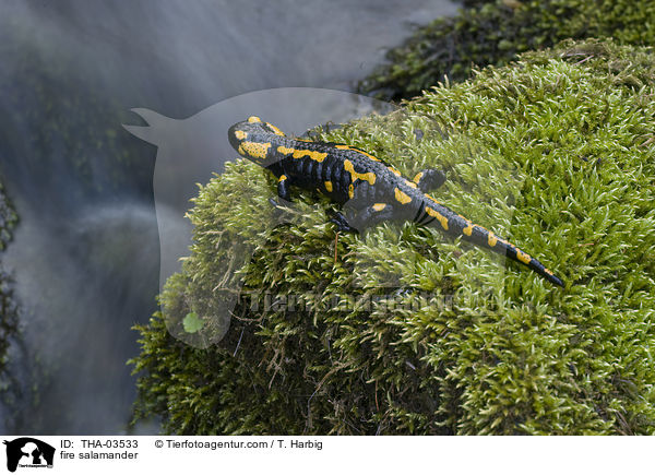 fire salamander / THA-03533