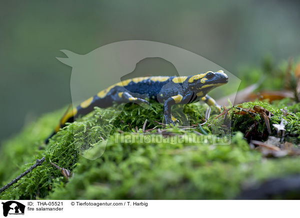 fire salamander / THA-05521