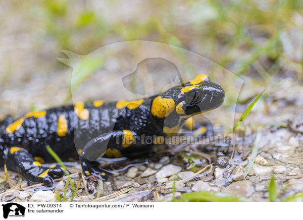 fire salamander / PW-09314