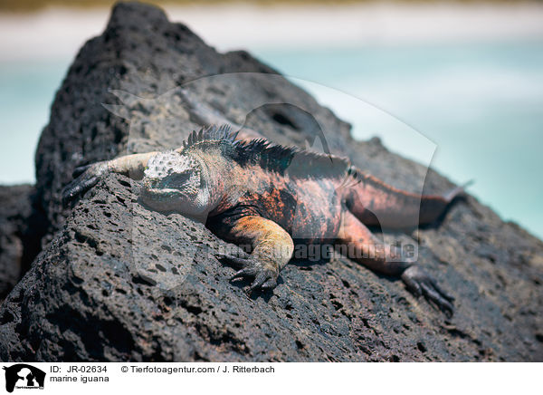 marine iguana / JR-02634