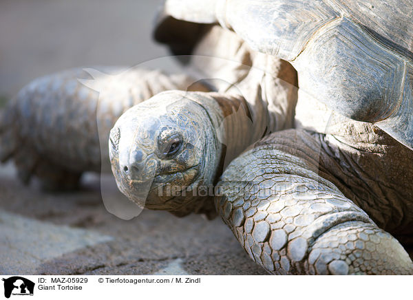 Giant Tortoise / MAZ-05929